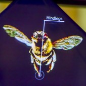 Pčela - hologram